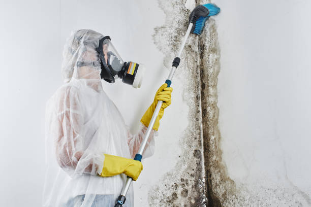 Best Attic Mold Removal  in Plymouth, PA