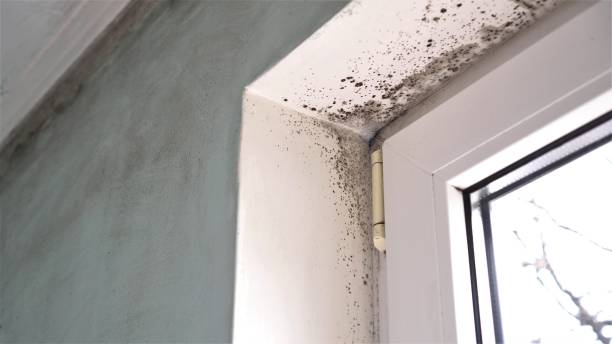 Best Office Mold Removal Services  in Plymouth, PA