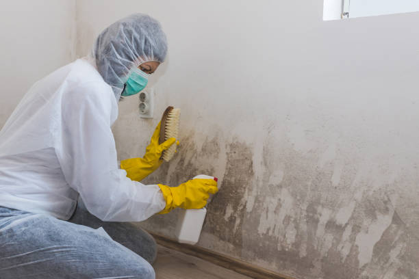 Best Mold Cleaning Services  in Plymouth, PA