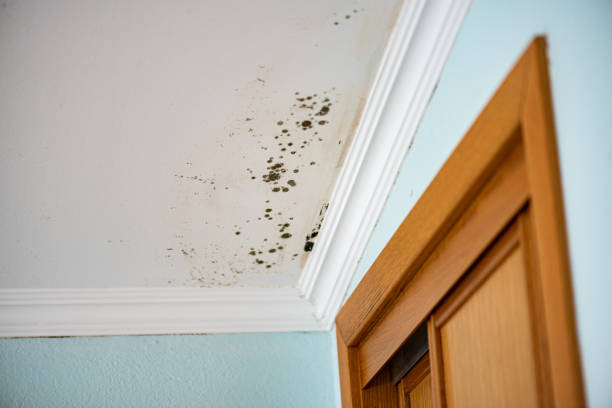 Best Mold Remediation  in Plymouth, PA