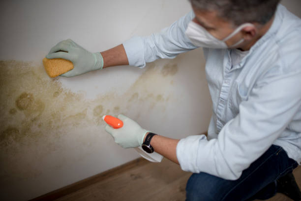 Best Mold Damage Repair  in Plymouth, PA