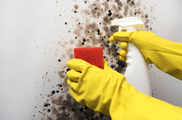 Crawl Space Mold Removal in Plymouth, PA