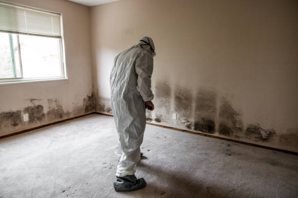 Best Home Mold Removal  in Plymouth, PA