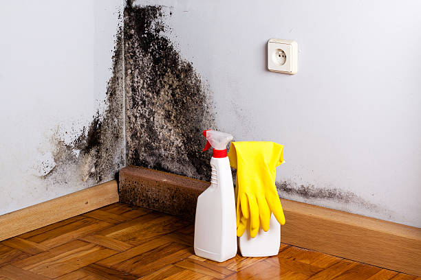 Best Residential Mold Removal  in Plymouth, PA