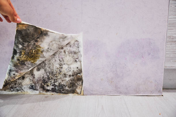 Best Mold Removal Company Near Me  in Plymouth, PA